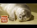 Eine Sandbank voller Robben (Doku) | Reportage für Kinder | Paula und die wilden Tiere