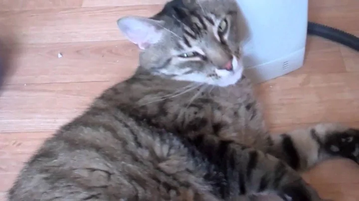 Watch the video about Adopt Ted cat!