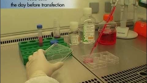 DNA transfection using jetPRIME reagent