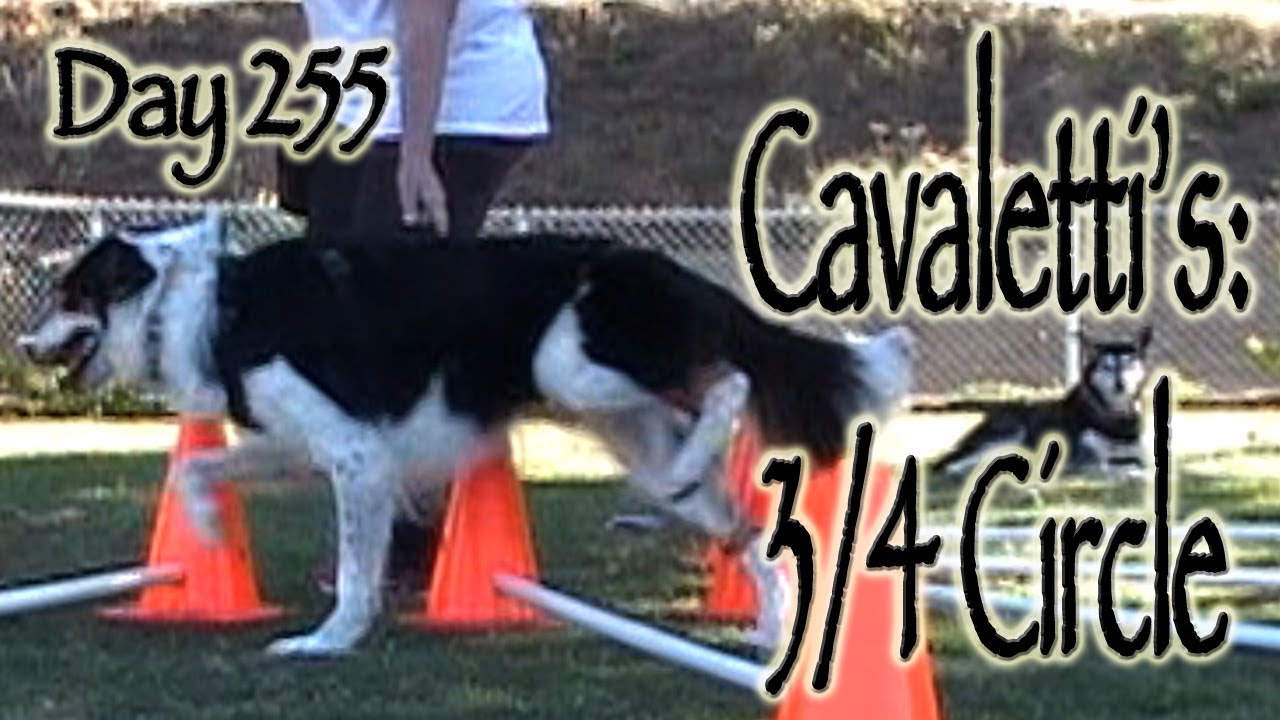 Day 255: Cavaletti's - 3/4 Circle conditioning sport