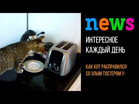 ПОЗИТИВ: Кот против тостера)