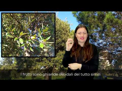 Video: Leccio: descrizione