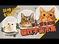 全台貓奴都在這！貓奴宇宙市集 ┃1st Cat person market｜拉姆有幾噗 ♕