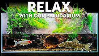 1 Hour of Fish Tank |  Peaceful Aquarium Relaxation Video