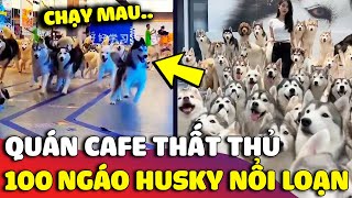 Quan CAFE quen đong cua khien 100 chu ngao Husky tron thoat NAO LOAN TT thuong 