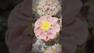 Flower Cake #Flor #Bolo #Confeitaria #Artesanal