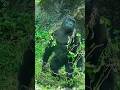 Ringo 是造型師#gorilla