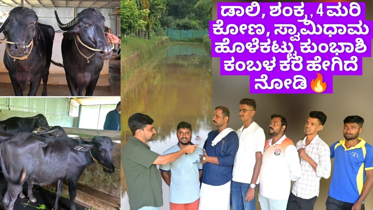 ಡಾಲಿ, ಶಂಕ್ರ , 4 ಮರಿ ಕೋಣ, ಸ್ವಾಮಿಧಾಮ ಹೊಳೆಕಟ್ಟು ಕುಂಭಾಶಿ ಕಂಬಳ ಕರೆ ಹೇಗಿದೆ ನೋಡಿ🔥 Swamidhama Kumbhashi🔥