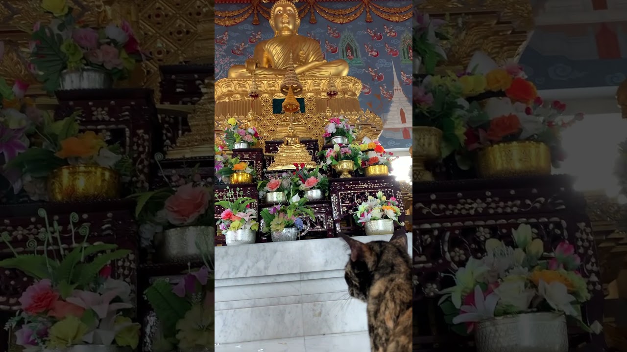 Cat in a Buddhist temple in Thailand