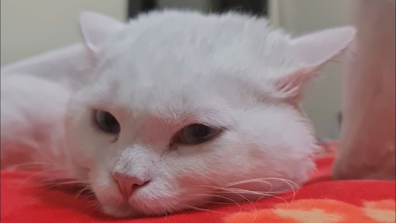 Cat Shaved like a lion catsandcats29 YouTube