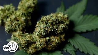 DEA will move to reclassify marijuana: AP sources