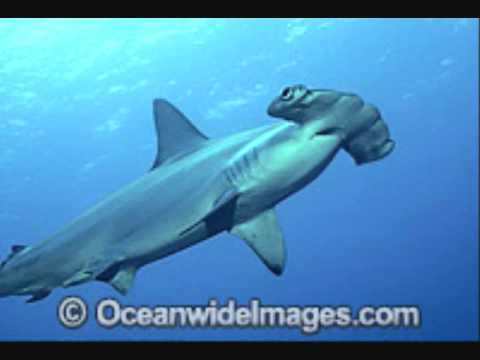 Hammerhead Jaws