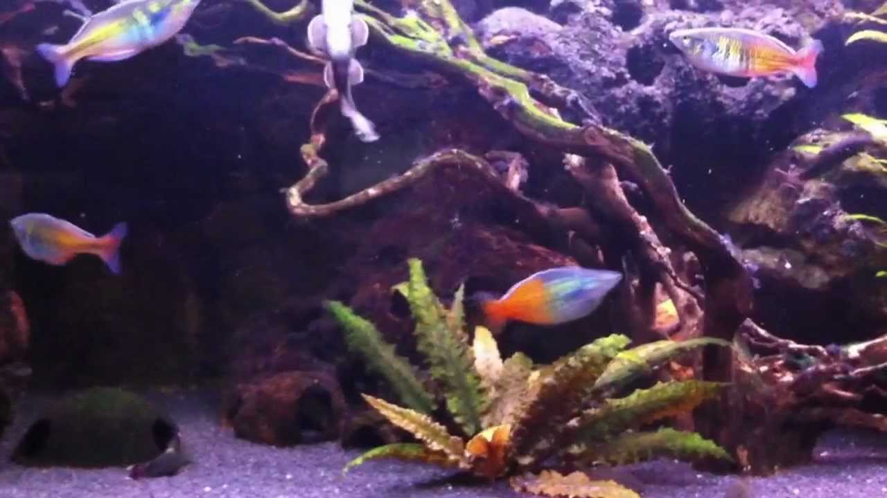 Australien-Asienbecken