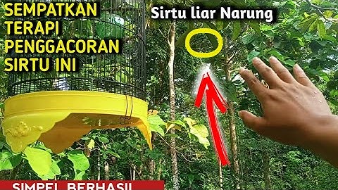 ini yang saya LAKUKAN Terapi penggacoran burung sirtu cocok bagi pemula