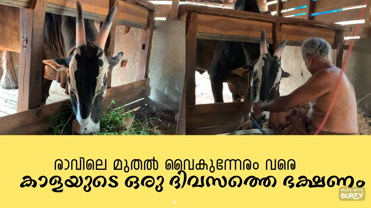 കാളക്ക് കൊടുക്കുന്ന ഡയറ്റ് പ്ലാൻ ഇതാണ്😁💁 Kalapoott kala | Kalapoott malasaram| 