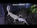 ¡Ya esta SUPER GRANDE el GECKO LEOPARDO! | AcuariosLP
