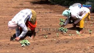 Technics of Summer Vegetables cultivation - Paadi Pantalu - Express TV