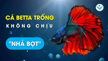 Cá Betta không chịu "Nhả bọt"┃Nông Sản ND