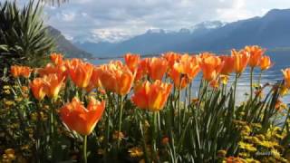 RELAXING BEAUTIFUL SPRING SWITZERLAND 2017 HD 1H Relaxing Music Classical Calm Piano