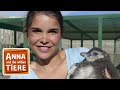 Praktikum bei den pinguinen  reportage fr kinder  anna und die wilden tiere