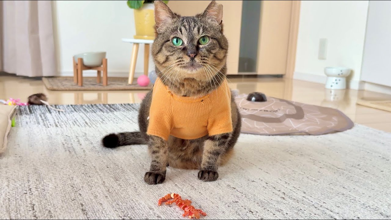 ねこ様 Sudden Transformation] Here's a cat whose wild instincts have