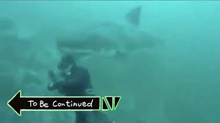 Shark To Be Continued Meme