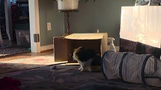 Catnip shenanigans