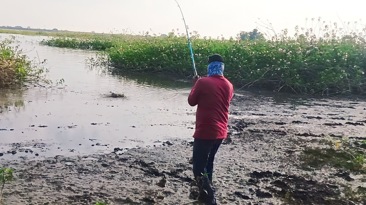 Best River Snake head fishing Murrel Attacks and Catch