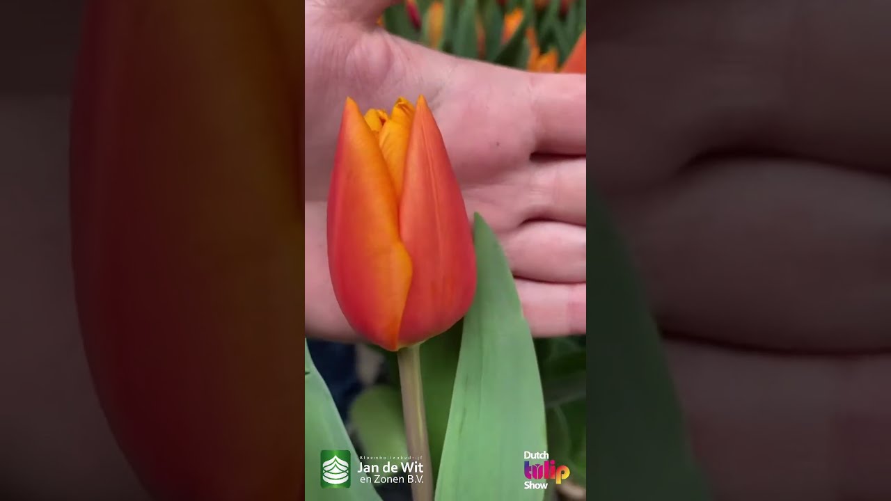 Livestream DTS 2025 - Red, orange and more! - EN/EEU