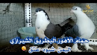 متعه تربية الحمام،تزويج ذكر بطريق، The pleasure of raising pigeons and marrying a male Lahore