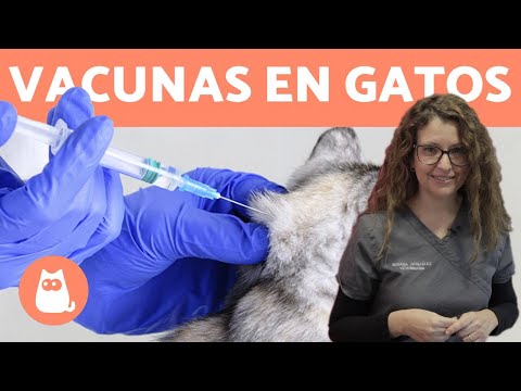 Video: Cómo Vacunar A Los Gatos