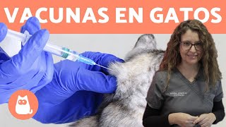 VACUNAR GATOS, ¿Cómo y Cada Cuánto?  Consejos Veterinarios