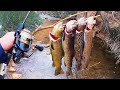 4 trout species catch  cook cutthroat rainbow brown tiger