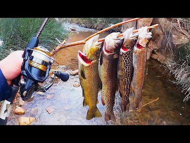 4 TROUT SPECIES CATCH & COOK!! (Cutthroat, Rainbow, Brown, Tiger