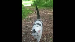 Three of my cats enjoying the spring weather!