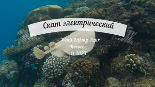 Индо-тихоокеанский электрический скат (лат. Torpedo panthera),  Wadi Lahmy Azur, 11.2023