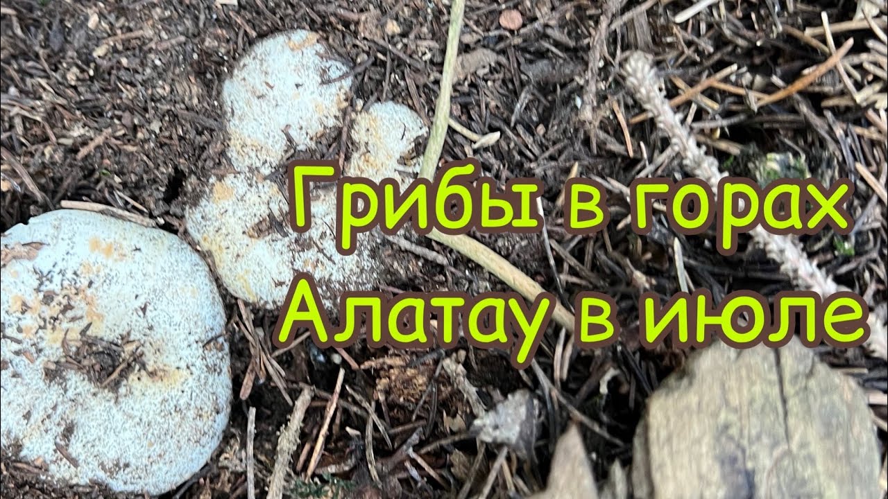 Съедобные и несъедобные грибы Заилийского Алатау в июле!!!
