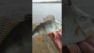 отпускаем окуня, #рыбалканаОке #microjig #микроджиг #рыбалка #fishing #мормышинг
