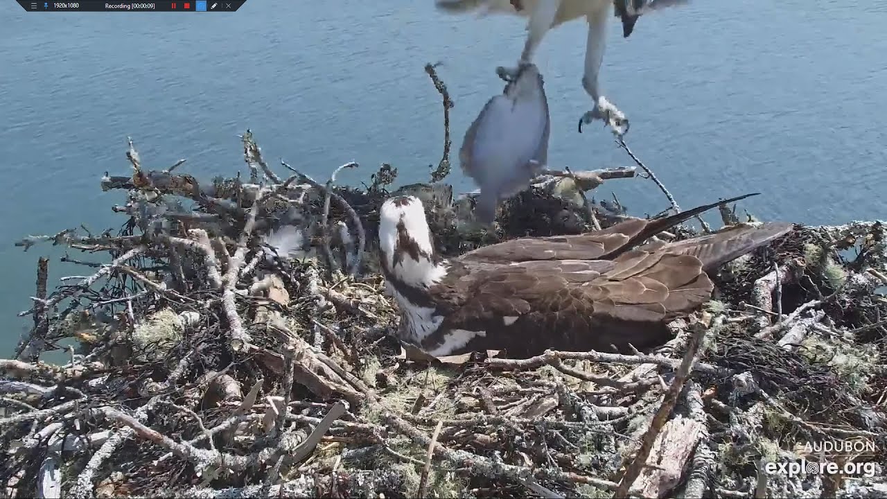 A Flying Carpet Flounder for Dory Audubon Boathouse