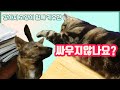 강아지와 고양이 함께 키우면 싸우지않나요? Dog vs Cat 믹스견 미래와 아메숏 멸도