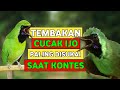 Kompilasi Isian Dan Tembakan Cucak Ijo Yang Paling Disukai Juri Saat Kontes Atau Lomba Mp3 - Mp4 Download