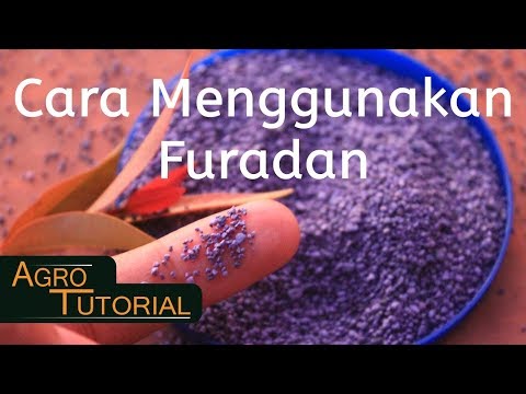 Video: Mengobati Nematoda Jagung Manis - Mengendalikan Hama Nematoda Jagung Manis Pada Jagung