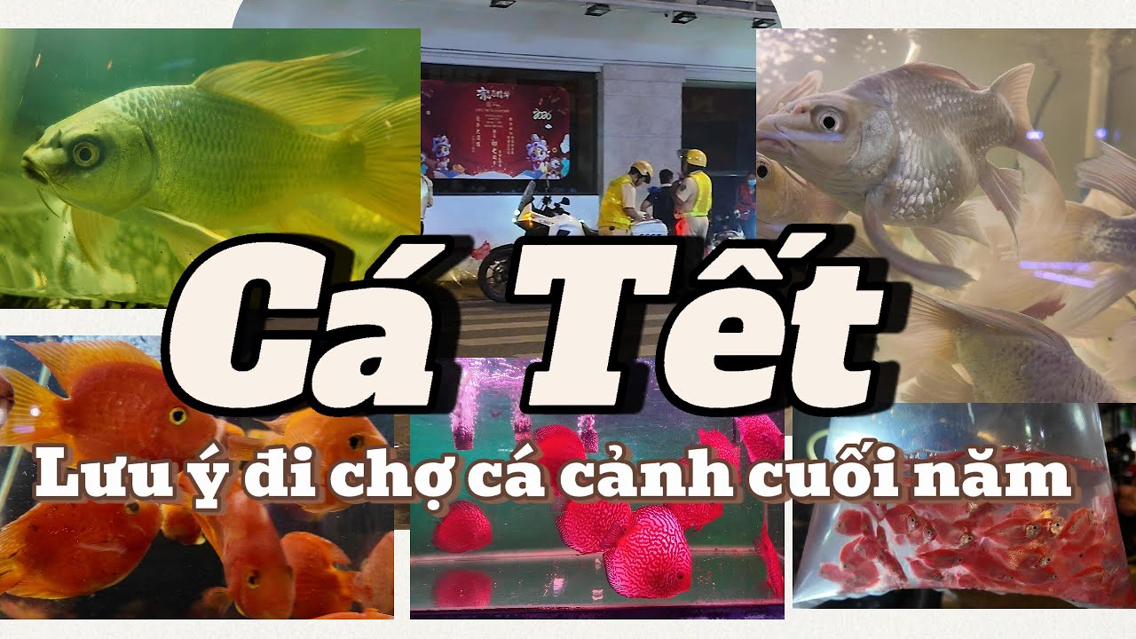 Đi Chợ Cá Cảnh Cận Tết | Nhớ Để Xe Cẩn Thận Kẻo Bị Phạt 😅#locsaigon #chocaluuxuantin #aquarium