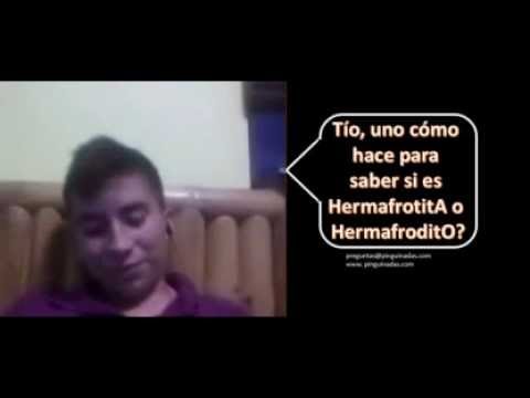 Pingui: ¿Tío cómo saber si es Hermafrodita o Hermafrodito? chistosos nombres