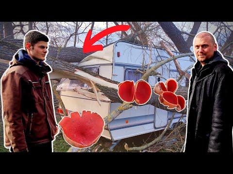 Pilze & Wildkräuter als Anzeiger für MORCHELN | Pilzgarten anlegen
