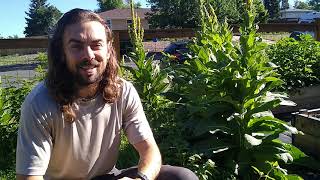 Planting Grapes at High Altitude - What Types to Choose for Your Zone