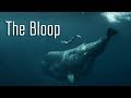 The Bloop: Did a Creature Make the Most Mysterious Sound Ever Recorded in the Ocean?