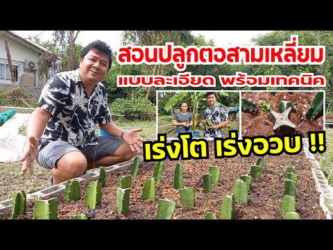 วีดีโอ: ปลูกตอไม้ขนาดใหญ่ให้เป็นชาวไร่ได้อย่างไร?