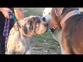 A Merle Mastiff & a Pushy Runaway Showed Up at the Dog Park