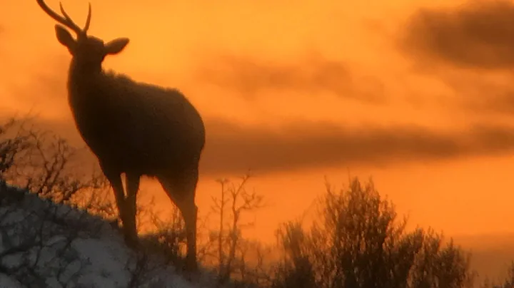 2017 Elk Browns Part 4 Brandon Pitcher